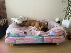 A dog sleeping in the Bolster dog bed