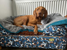 Ginger in the camo matches my ginger ninja