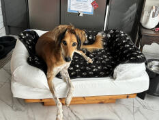 A dog resting in the bolster dog bed in meringue white.