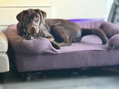 Chocolate labrador resting on Omlet Bolster Dog Bed in Plum Purple shade.