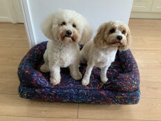 Two dogs sitting on the bolster dog bed in swish midnight pattern.