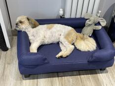 A dog sleeping in the midnight blue bolster dog bed.