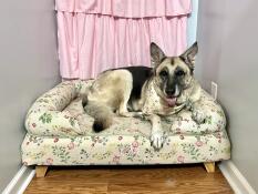 A dog resting in the Morning Meadow bolster dog bed.