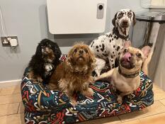 Four dogs sititng on the Bolster dog bed in Zoomies print.