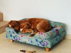 Cockapoo sleeping on Omlet Bolster Dog Bed in floral Gardenia Sage print.
