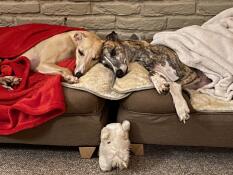 Two dogs sleeping side by side in two brown bolster dog beds.