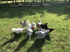 many chickens with different coloured feathers around a treat caddi treat toy