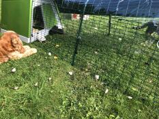 The green Eglu Go Guinea Pig Hutch with four guinea pigs in the run. A dog watches outside the run.