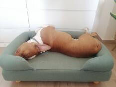 A dog sleeping on the bolster dog bed