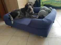 A dog resting in the large midnight blue bolster dog bed.