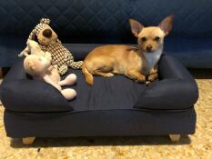 A small dog in the midnight blue bolster dog bed.