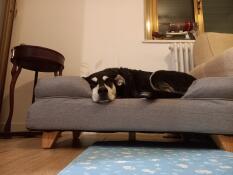 A dog sleeping in the grey bolster dog bed.