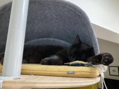 A cat napping inside the little cave of his indoor cat tree