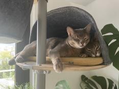 Two cats inside cosy Freestyle Cat Tree Felt Den accessory with Woven Yellow Cushion.