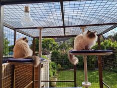 Two cats sitting on the outdoor platforms of the freestyle cat tree.
