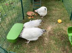Three chickens pecking some food inside the extension of an eglu cube