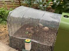 The 1m clear cover for Eglu Go run protecting quails from rain.