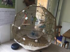 Angus and Hamish love their cage.