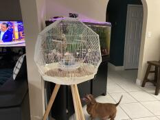 Dog investigating Omlet Geo Bird Cage with White Cage, Cream base and Tall Legs