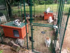 four cats in a walk in run in a garden setup with cat beds and toys