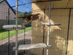 A cat playing on their outdoor freestyle cat tree.