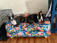 Two dogs resting in a large bolster dog bed in Adventureland print.