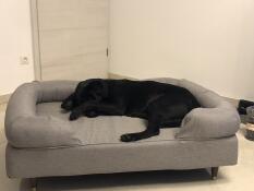 A dog lying in the large grey Bolster dog bed.