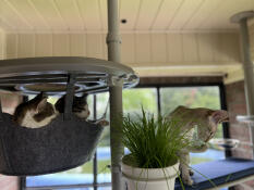 Two cats resting in the grey outdoor hammock together.