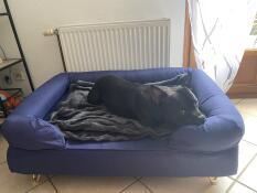 A dog resting in the blue Bolster dog bed.