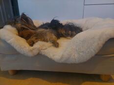 Yorkshire terrier on cream faux sheepskin blanket on Natural Beige Bolster bed with round wooden feet.
