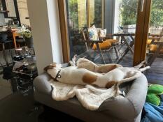 A dog lying in the grey bolster bed.