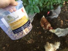Their favourite treats! (they love all the varieties in the range. so i'm a sucker for
