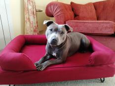 A dog resting on the merlot red bolster dog bed.