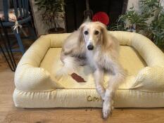 A dog resting in the honeycomb yellow bolster dog bed.