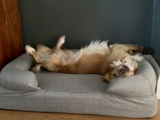 A happy dog in his grey bolster bed