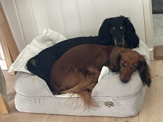 Two dachshunds resting in the small bolster dog bed with pebble corduroy design.