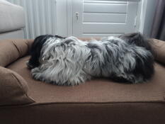 A Shih Tzu sleeping in the brown Bolster dog bed.