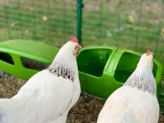 Two chickens drinking from their green drinker