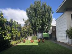 Four chickens behind Omlet chicken fencing