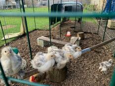 4 Brahma chicks sitting on the Omlet Chicken Perch.
