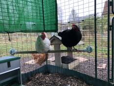 My chickens love using this perch.
