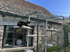 Two cats on the shelves of their outdoor catio