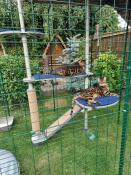 Two cats on their outdoor cat tree installed in a catio