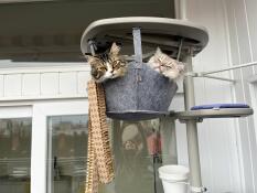 Two cats in the grey hammock on the freestyle cat tree.
