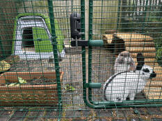 Two rabbits inside of the outdoor rabbit run.