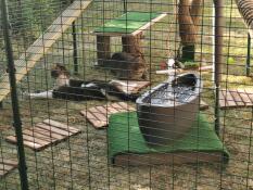 cats sat inside a walk in run play pen with a fountain and many other toys