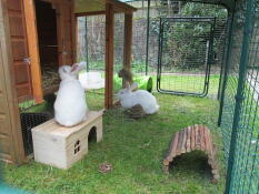 Millie & Albert exploring their new set up!
