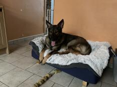 A large dog resting in the Bolster dog bed.