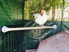 Chicken on Omlet Universal Chicken Perch in Omlet Walk in Chicken Run