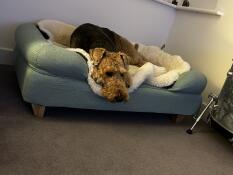 A dog sleeping in the bolster dog bed and sheepskin blanket
